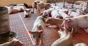 丹绒士拔养猪场进入关闭倒计时,87名猪农料获协助转型高价值农业