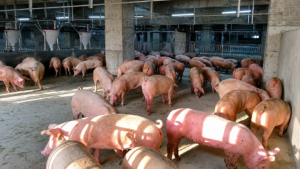 大马养猪场五年跌逾四成仅剩338间！猪肉产量骤降15.5%，非洲猪瘟持续冲击