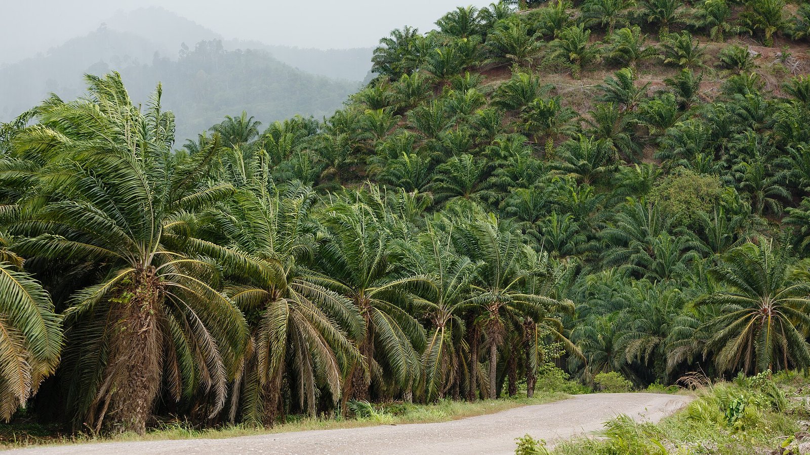 沙巴根努区（Kunak）一处油棕种植园与园区道路