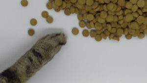 日本Umios斥资约RM2.95亿入股Pet World:本地宠物粮品牌值钱在哪里?