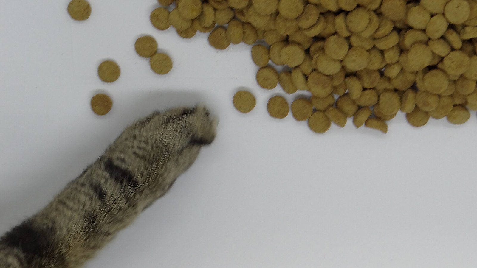猫掌伸向撒在桌面上的圆形干猫粮